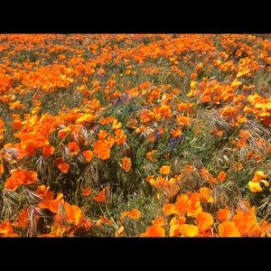 Meet your Posher, Lidia